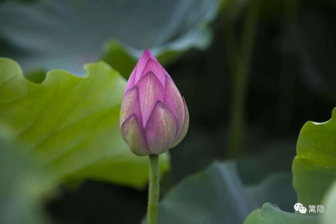 莲花含苞。